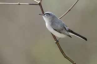 macro shot photo of gray and white bird on brown tree branch