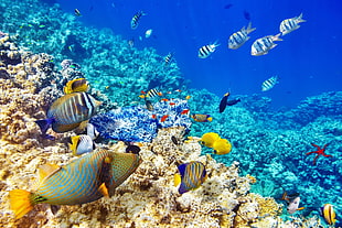 blue and yellow fish, underwater, sea, fish, photo manipulation