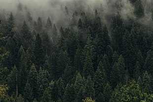 Trees,  Green,  Fog,  Forest HD wallpaper