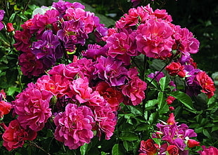 flowers with pink petals