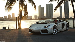 white luxury car, Lamborghini Aventador, car, Lamborghini, palm trees