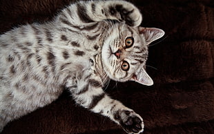 silver tabby cat HD wallpaper