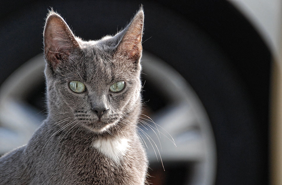 gray cat in tilt shift lens photography HD wallpaper