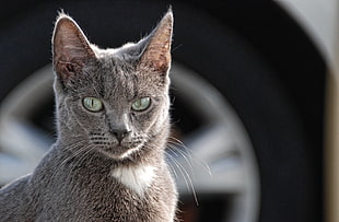 gray cat in tilt shift lens photography