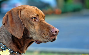close-up photo of short-coated brown dog on street during daytime