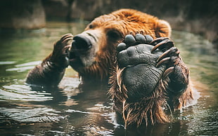 brown bear, animals, bears, water, paws