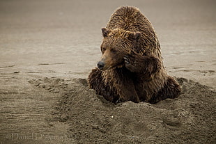 Brown bear sitting on sand
