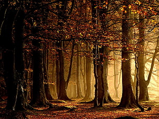 forest illustration, nature, trees HD wallpaper