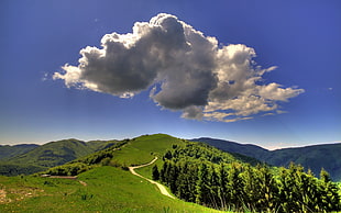 pine trees near soil pathway photo