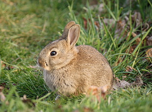 brown rabbit during daytime