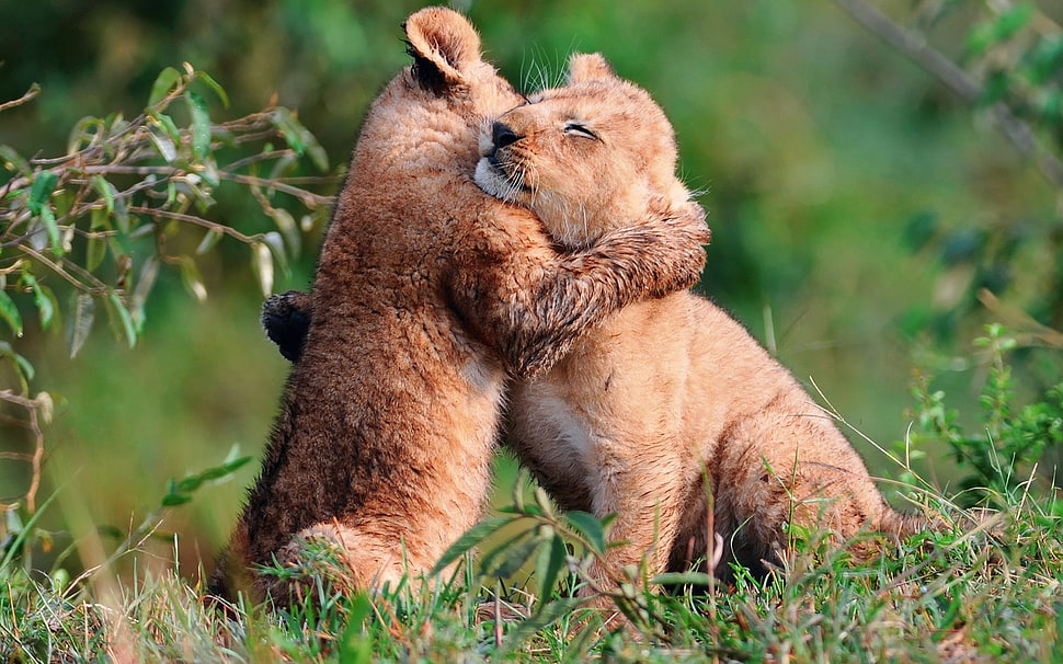 two brown cub hugging each other in shallow focus photography HD wallpaper