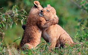 two brown cub hugging each other in shallow focus photography