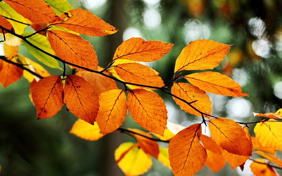 orange leafed plant, nature, macro, leaves, fall HD wallpaper