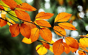 orange leafed plant, nature, macro, leaves, fall