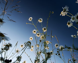low angle photography of oxeye daisy flowers