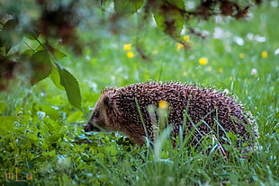 black and gray hedgehog in grass field HD wallpaper