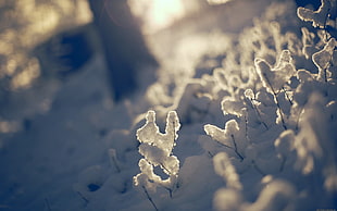grass covered with snow, snow, nature, sunlight, depth of field