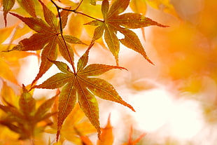 selective focus photography of orange leaves