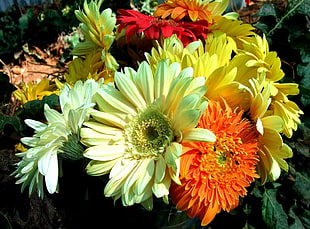close-up photo of flowers
