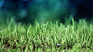 selective focus photography of green grass lawn