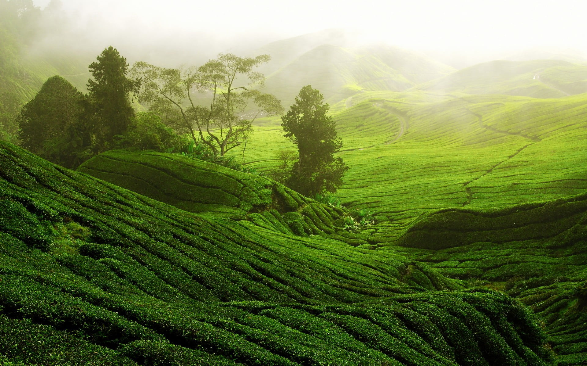 green field during daytime