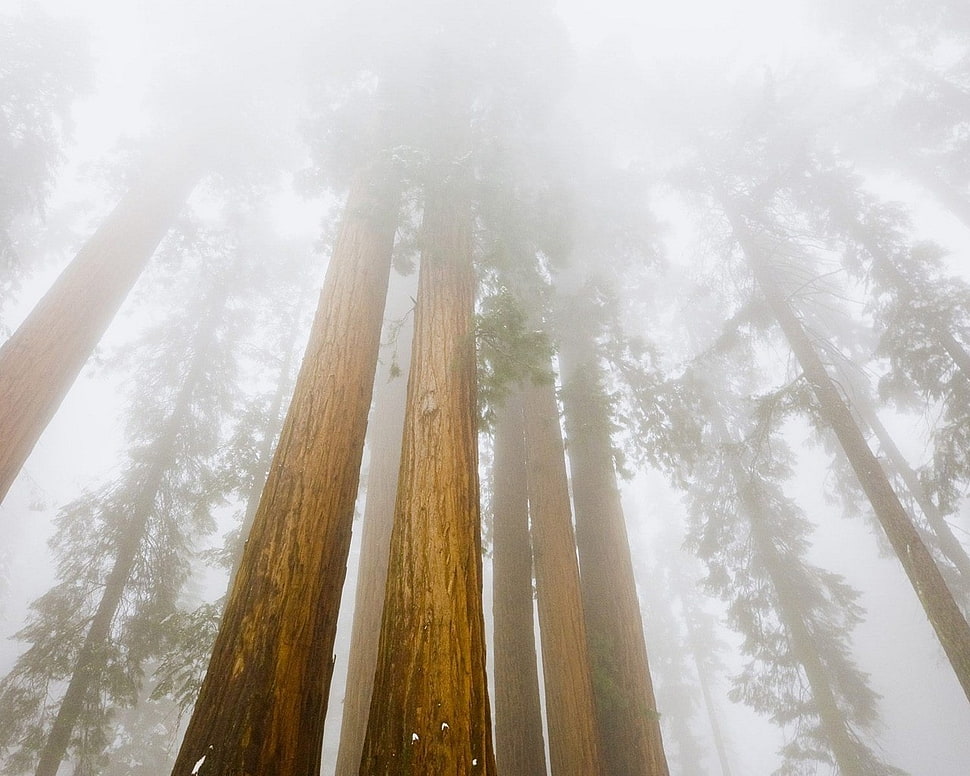 brown tree trunk, trees, mist, forest HD wallpaper