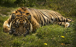 brown tiger, cat, animals, tiger, nature