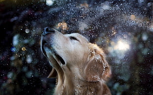 adult Golden retriever, dog, animals, water drops, snow