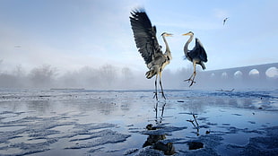 two gray-and-black birds, nature, animals, herons, water HD wallpaper