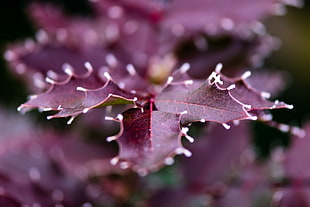 focus photo of purple leaf plant