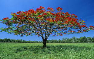 tree with red petaled flowers photo during daytime