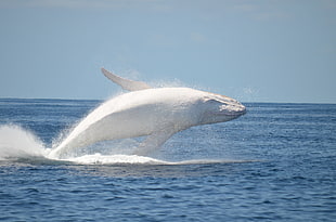 white whale, animals, nature, whale, sea HD wallpaper