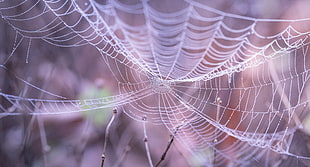 close-up photography of spiderweb HD wallpaper