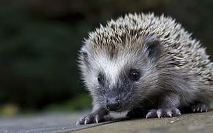 photo of gray hedgehog