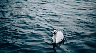 white swan, swan, pond, water, 鹅
