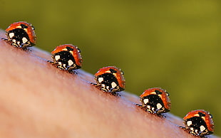 shallow focus photography of five red-and-black lady bugs