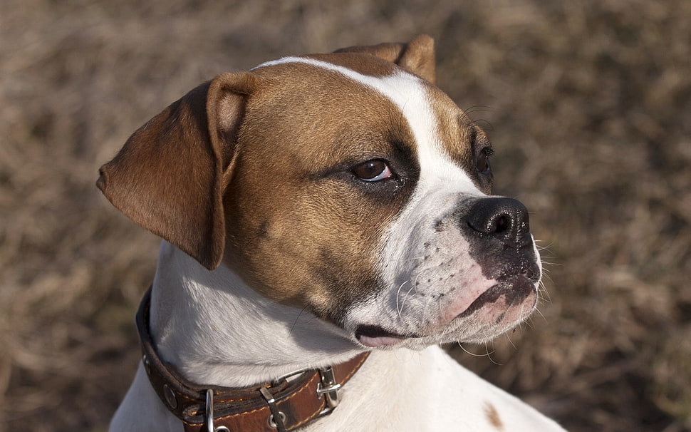 Dog,  Muzzle,  Collar,  Look HD wallpaper