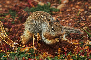brown squirrel, Squirrel, Rodent, Earth HD wallpaper