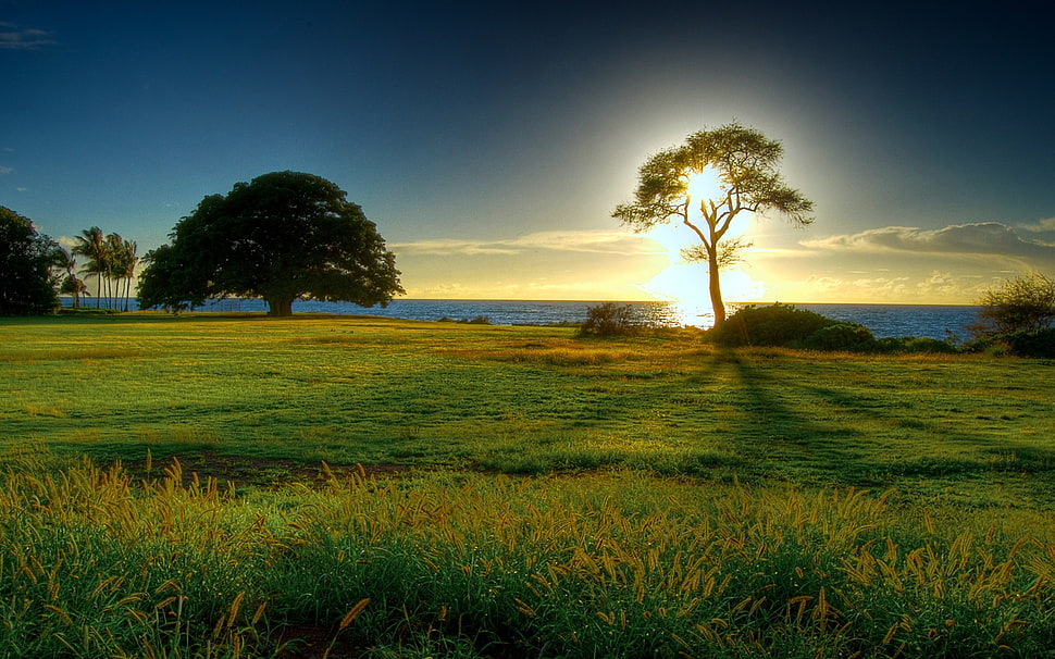trees on green grass fields under cloudy sky at daytime HD wallpaper