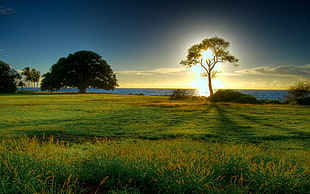trees on green grass fields under cloudy sky at daytime