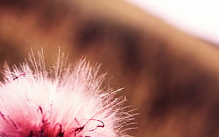 selectie focus photography of white persian silk flower HD wallpaper