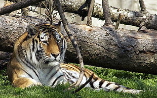 brown tiger laying on green grass beside tree trunk at daytime