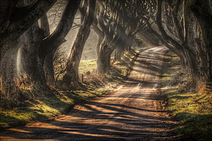 pathway between trees painting, landscape, sunlight, road, nature