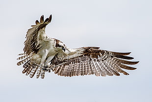 white and brown eagle flying during daytime