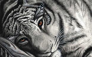 gray tiger sketch HD wallpaper