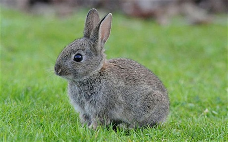 gray rabbit on green grass field at daytime HD wallpaper