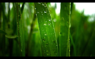 green leafed plant screengrab, nature, macro HD wallpaper