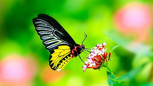 black and yellow butterfly, butterfly, insect, macro HD wallpaper