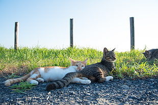 three Tabby cats lying on grass field during daytime, nice