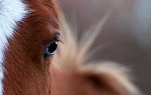 close up photo of red and white horse